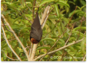 Les chauves-souris frugivores, capables de transformer du son en