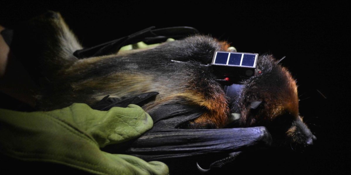 GCOI_Leo-Broudic_Roussette-noire-avec-balise-GPS