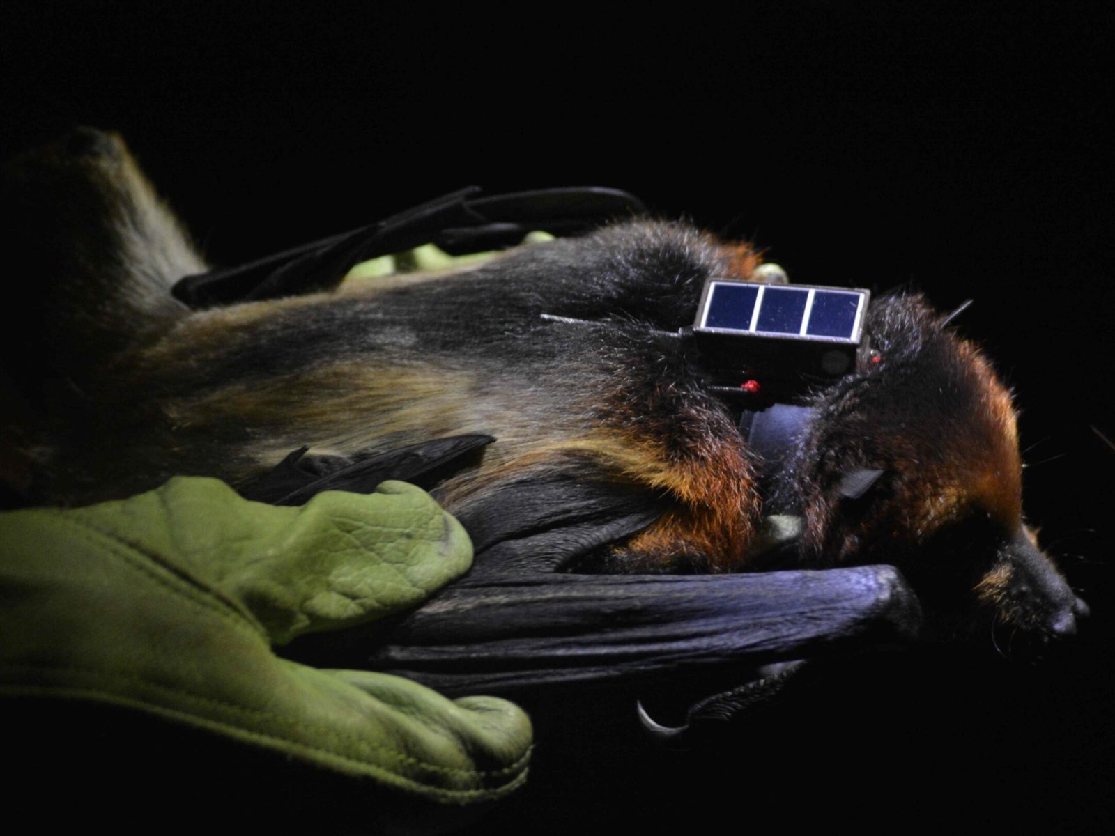 GCOI_Leo-Broudic_Roussette-noire-avec-balise-GPS
