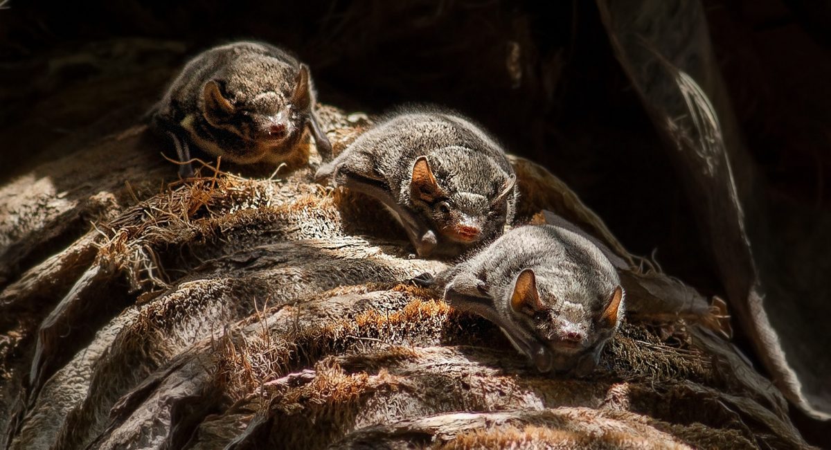 TAPMAU_Debordes_IMG_3228